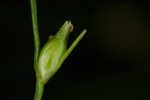 Appalachian sedge